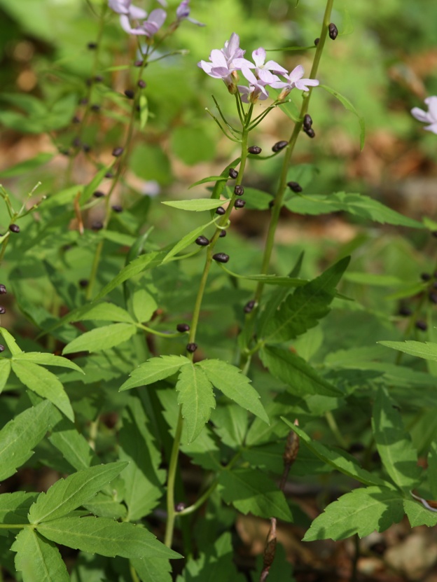 Cardamine bulbifera