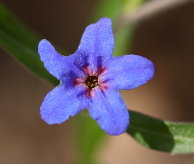 Buglossoides purpurocaerulea