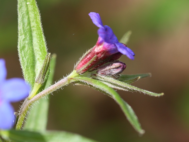 Buglossoides purpurocaerulea