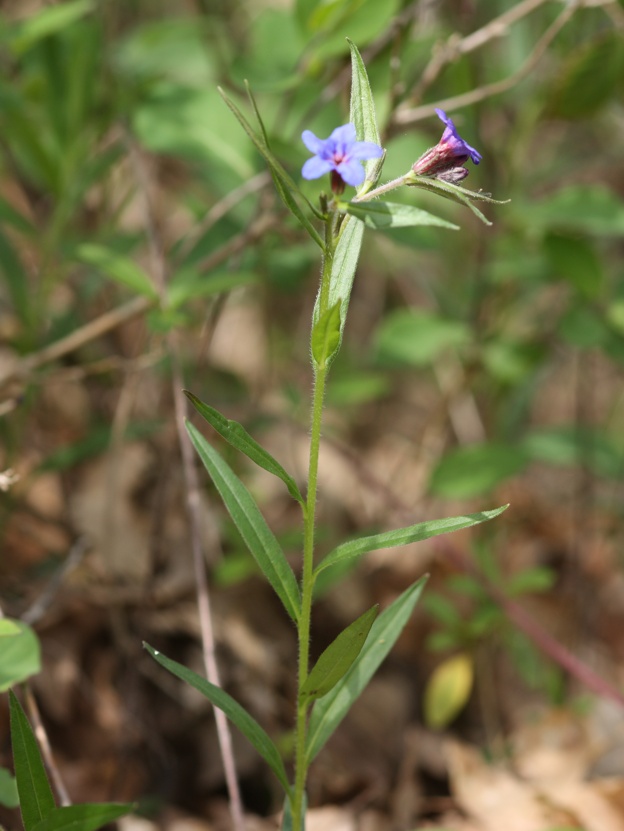 Buglossoides purpurocaerulea