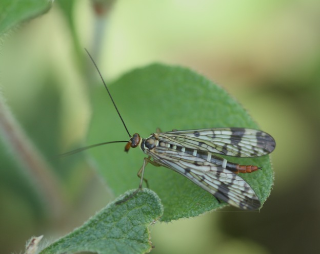 Panorpa sp. femmina