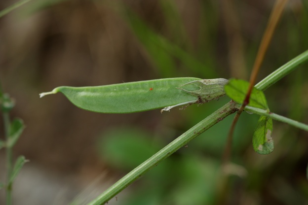 Vicia grandiflora / Veccia farfallona