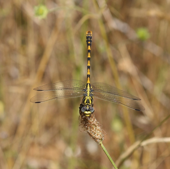 Id Libellula 1 - Onycogomphus uncatus (maschio)