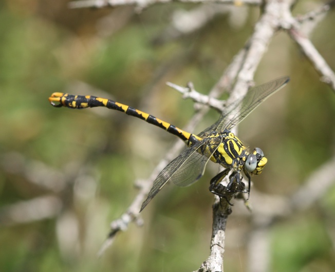 Id Libellula 1 - Onycogomphus uncatus (maschio)