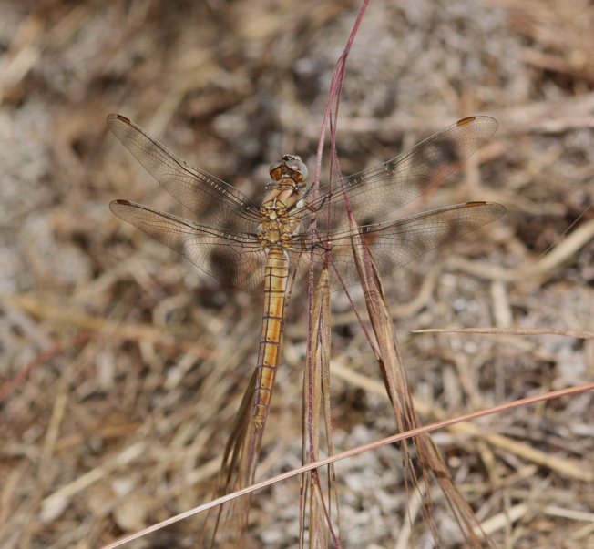 Id libellula 2 - Orthetrum brunneum (maschio)