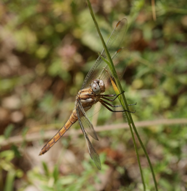 Id libellula 2 - Orthetrum brunneum (maschio)