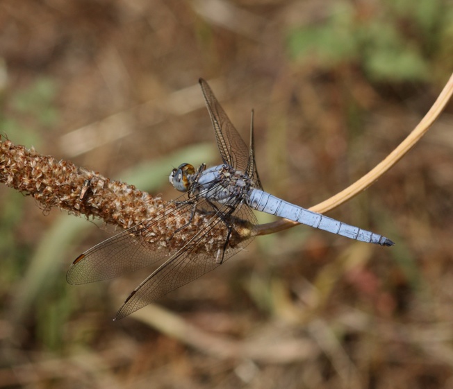 Orthetrum brunneum?