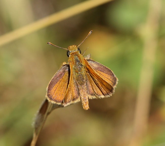 Thymelicus da Id