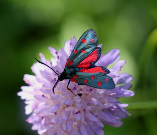 Id. Zygaena - Zygaena transalpina