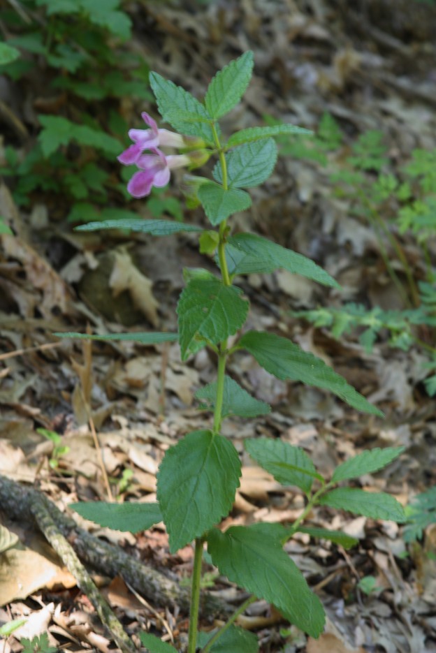 Melittis melissophyllum