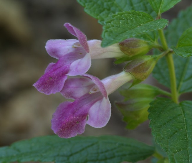 Melittis melissophyllum