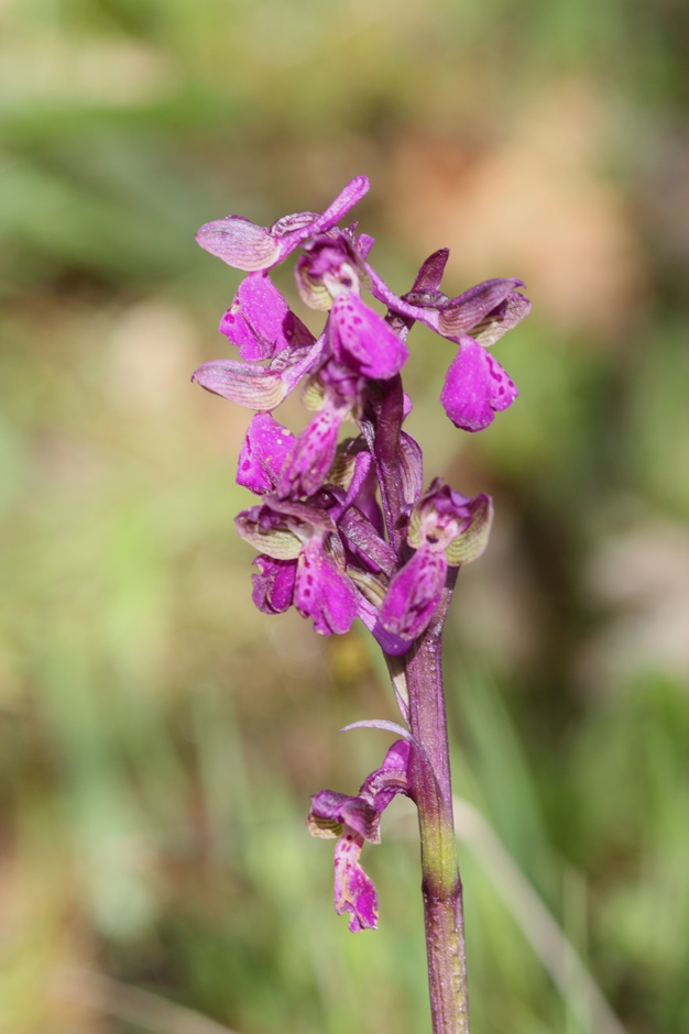 Orchis morio?