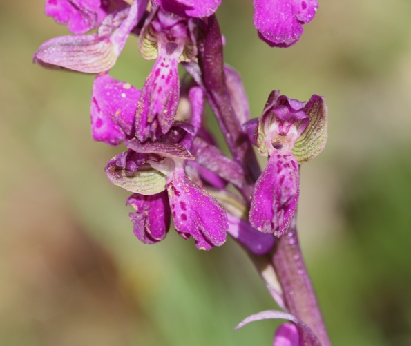 Orchis morio?