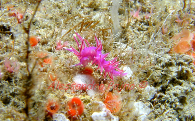 Coryphella pedata