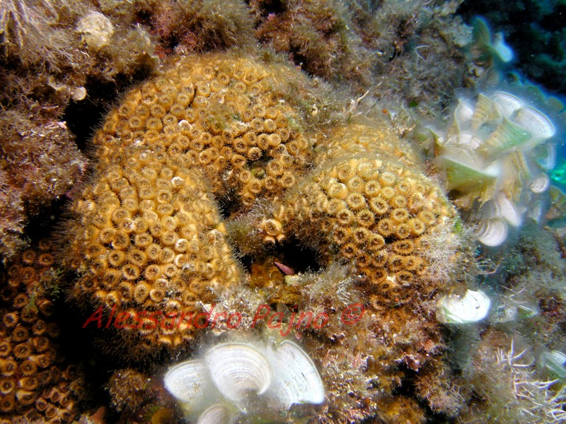 Cladocora caespitosa