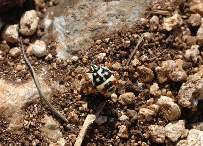 Pentatomidae: neanide di Carpocoris sp. dei Berici (VI)