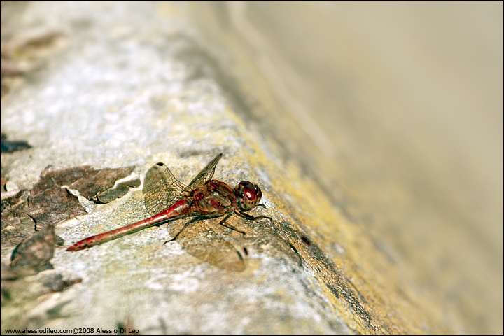 Sympetrum  forse striolatum