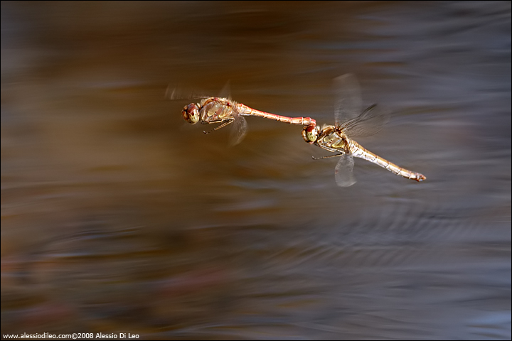 Sympetrum  forse striolatum