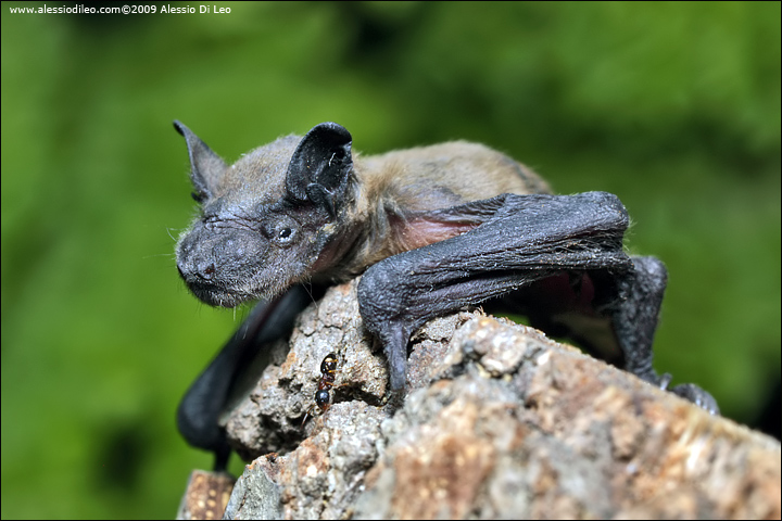 Pipistrello albolimbato [Pipistrellus kuhli] ?