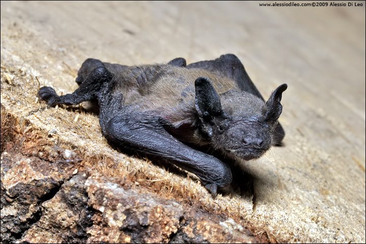 Pipistrello albolimbato [Pipistrellus kuhli] ?