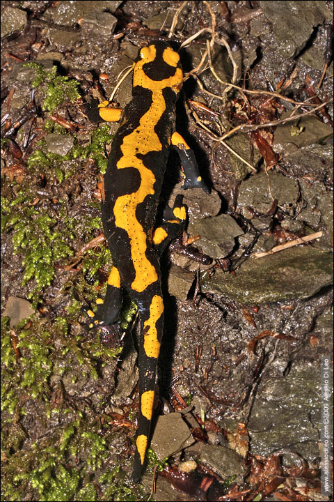 Salamandra pezzata - Salamandra salamandra gigliolii