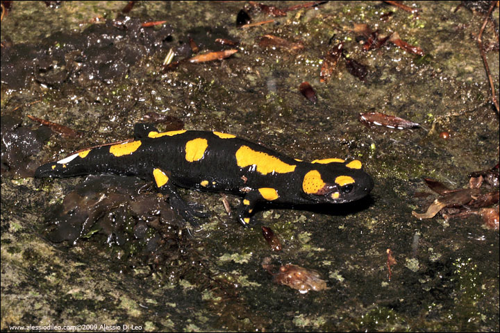 Salamandra pezzata - Salamandra salamandra gigliolii