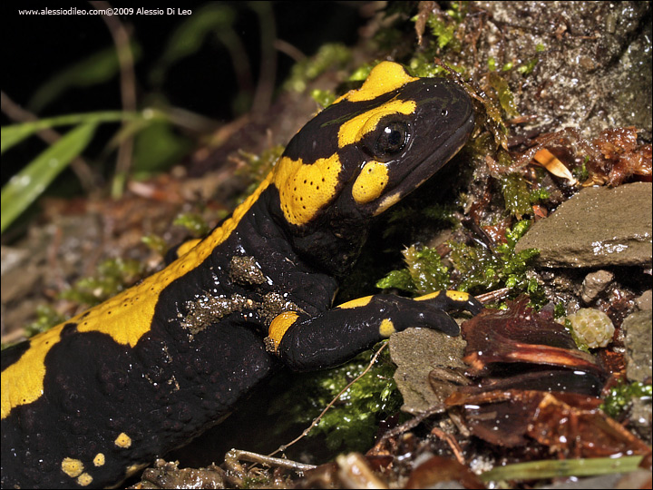 Salamandra pezzata - Salamandra salamandra gigliolii