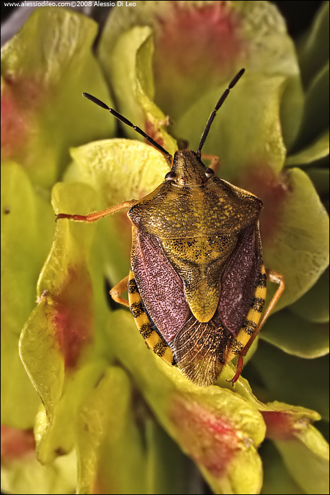 Carpocoris pudicus  ?