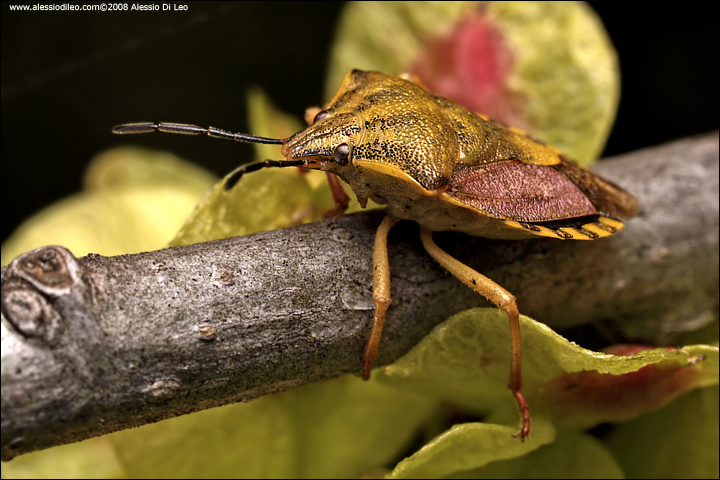 Carpocoris pudicus  ?