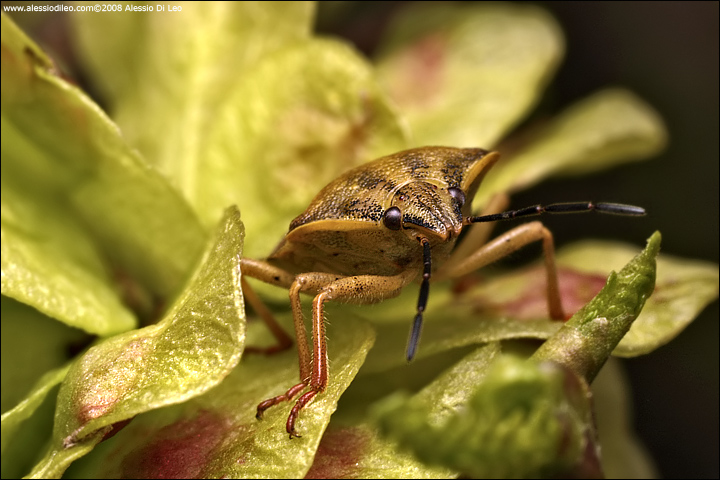 Carpocoris pudicus  ?