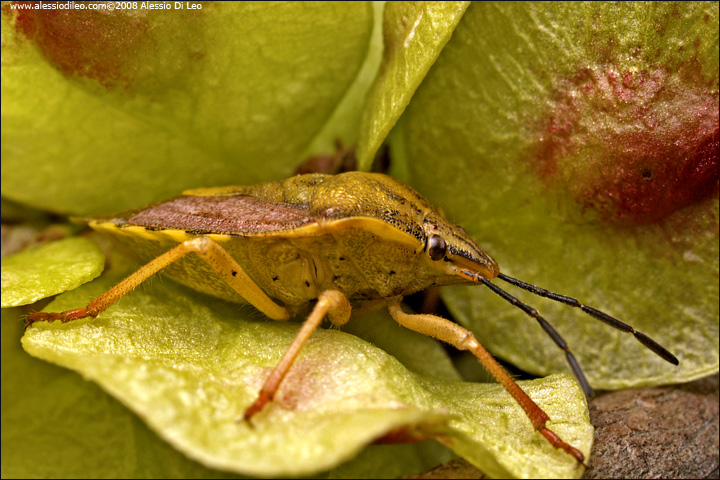 Carpocoris pudicus  ?