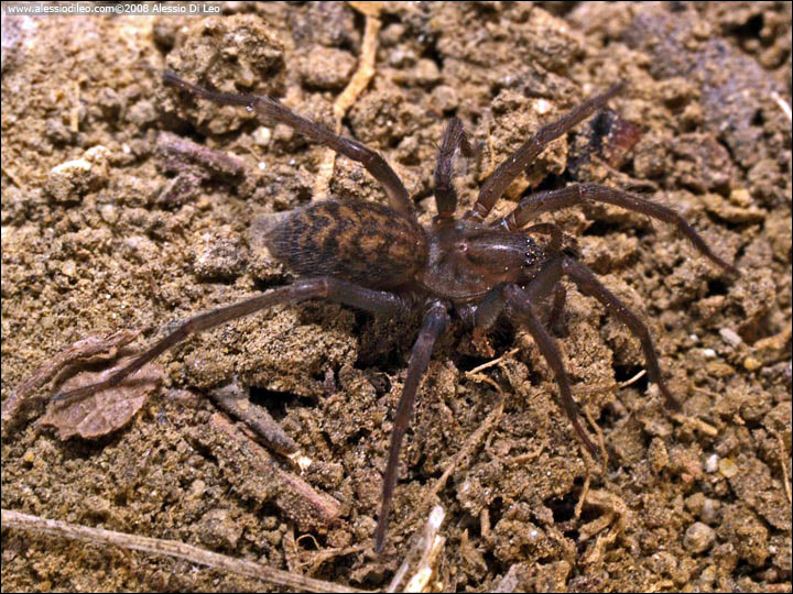 Tegenaria sp.