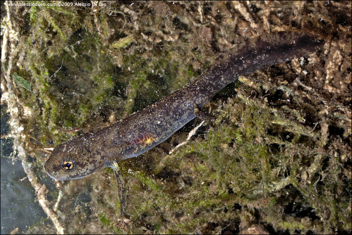 Larva di salamandra pezzata