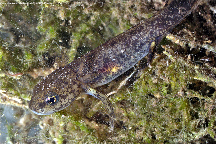 Larva di salamandra pezzata