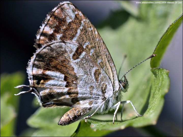 Farfalla da identificare