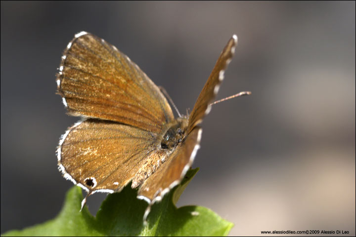 Farfalla da identificare