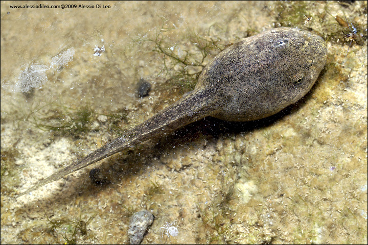 Girini da identificare - Rana italica