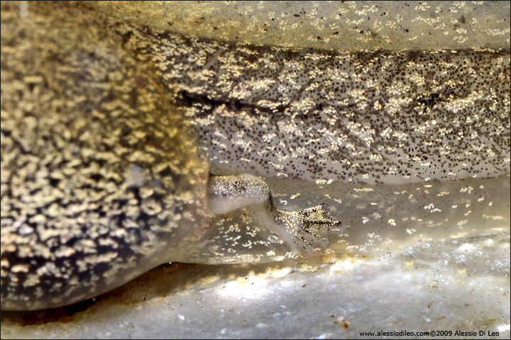 Girini da identificare - Rana italica