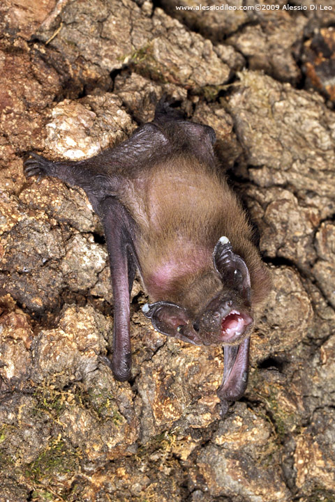 Pipistrello albolimbato [Pipistrellus kuhli] ?