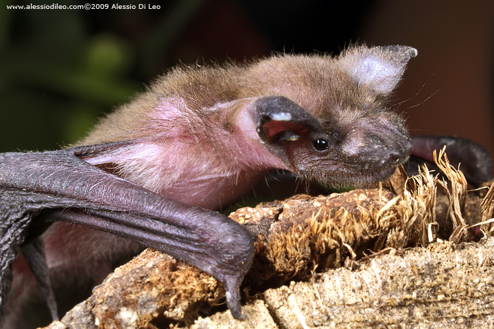 Pipistrello albolimbato [Pipistrellus kuhli] ?