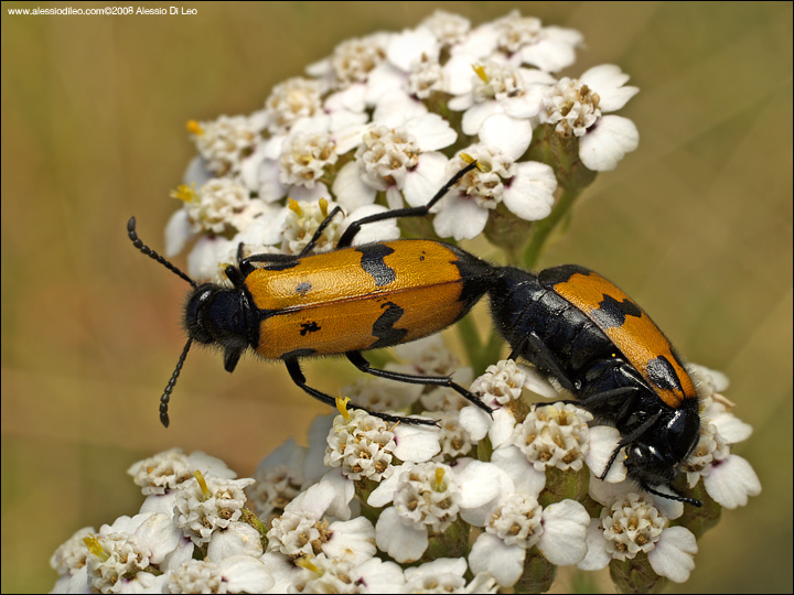 Mylabris variabilis ?