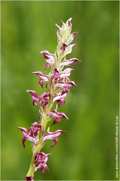 Orchis fragrans