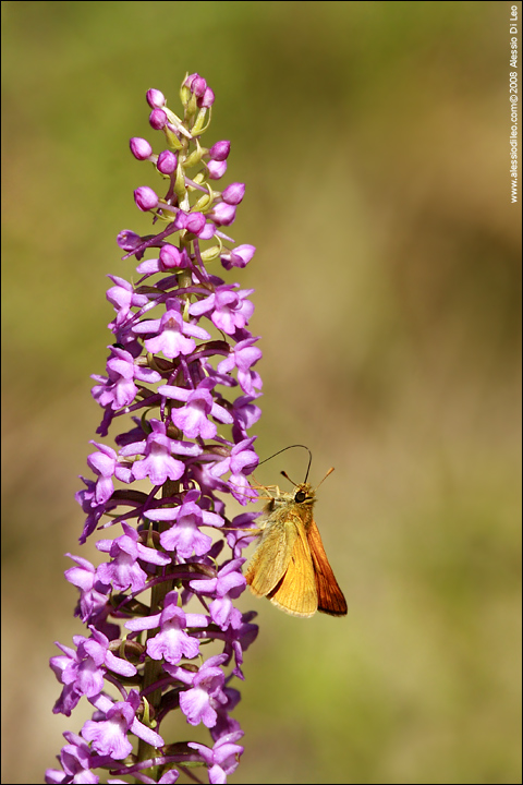 Anacamptis pyramidalis, Gymnadenia conopsea