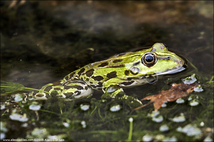 Altre simpatiche rane verdi - Pelophylax sp.