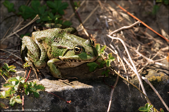 Altre simpatiche rane verdi - Pelophylax sp.