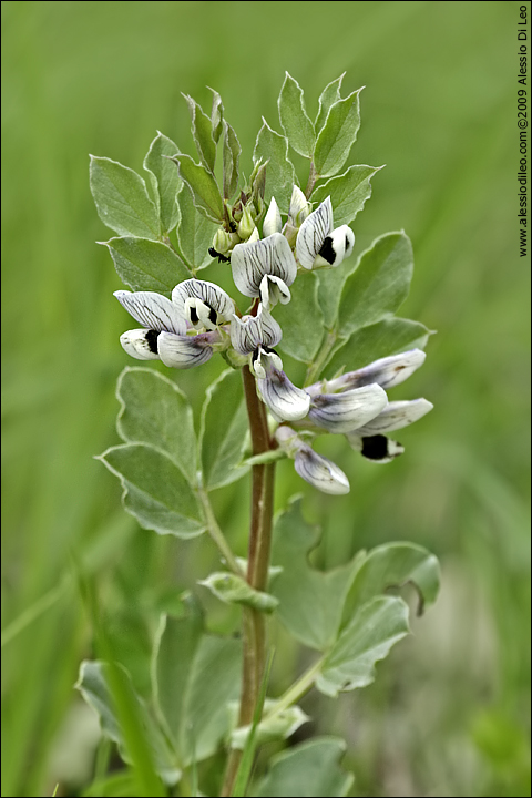 Vicia faba