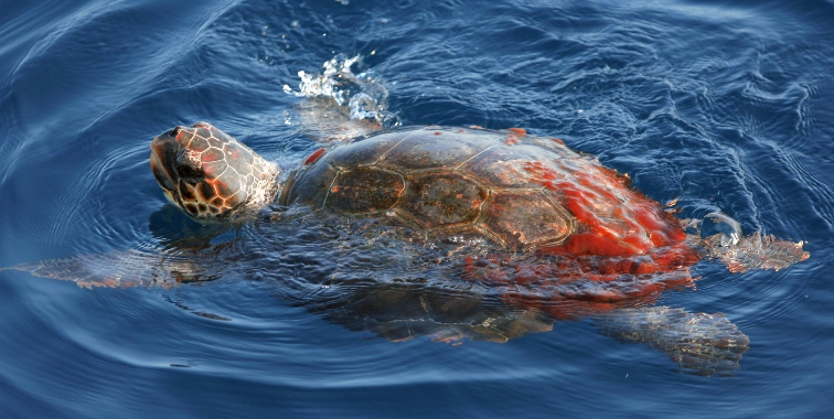 Organismo su Caretta!!!