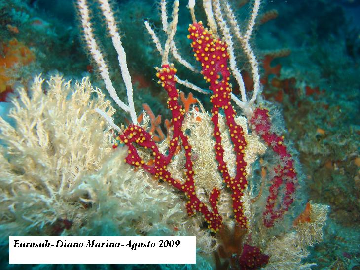 Parerythropodium coralloides