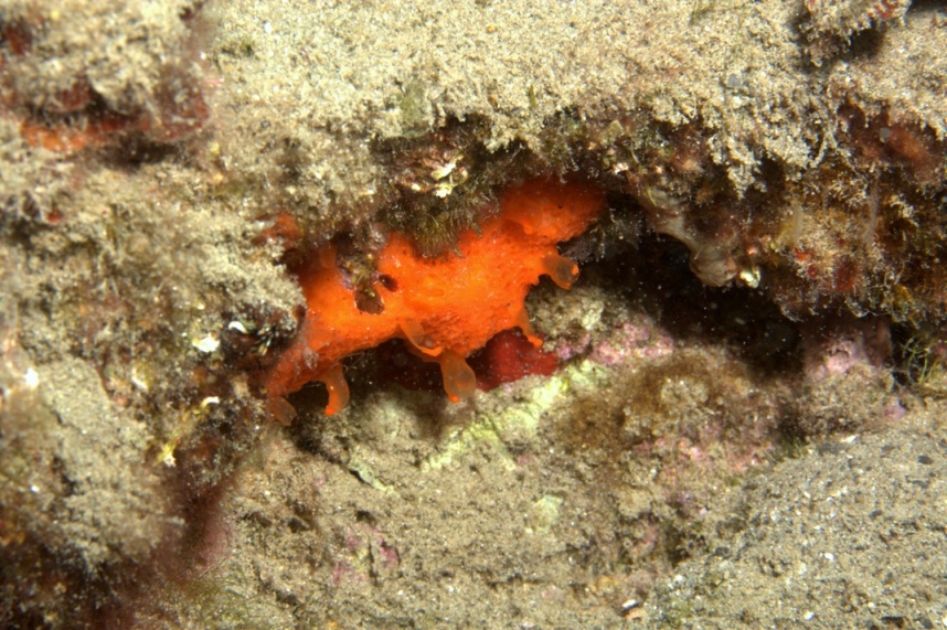 Poecilosclerida arancione