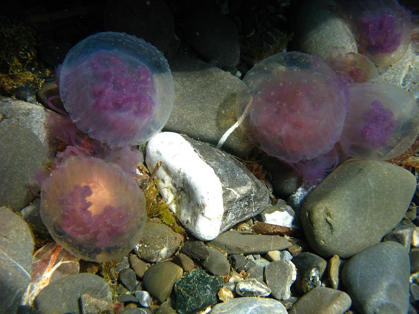 Cnidaria - Pelagia noctiluca (Forsskl, 1775)